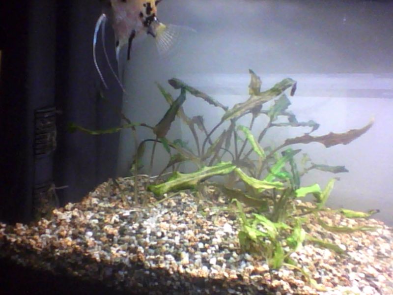 webcam-toy-foto3 (1)