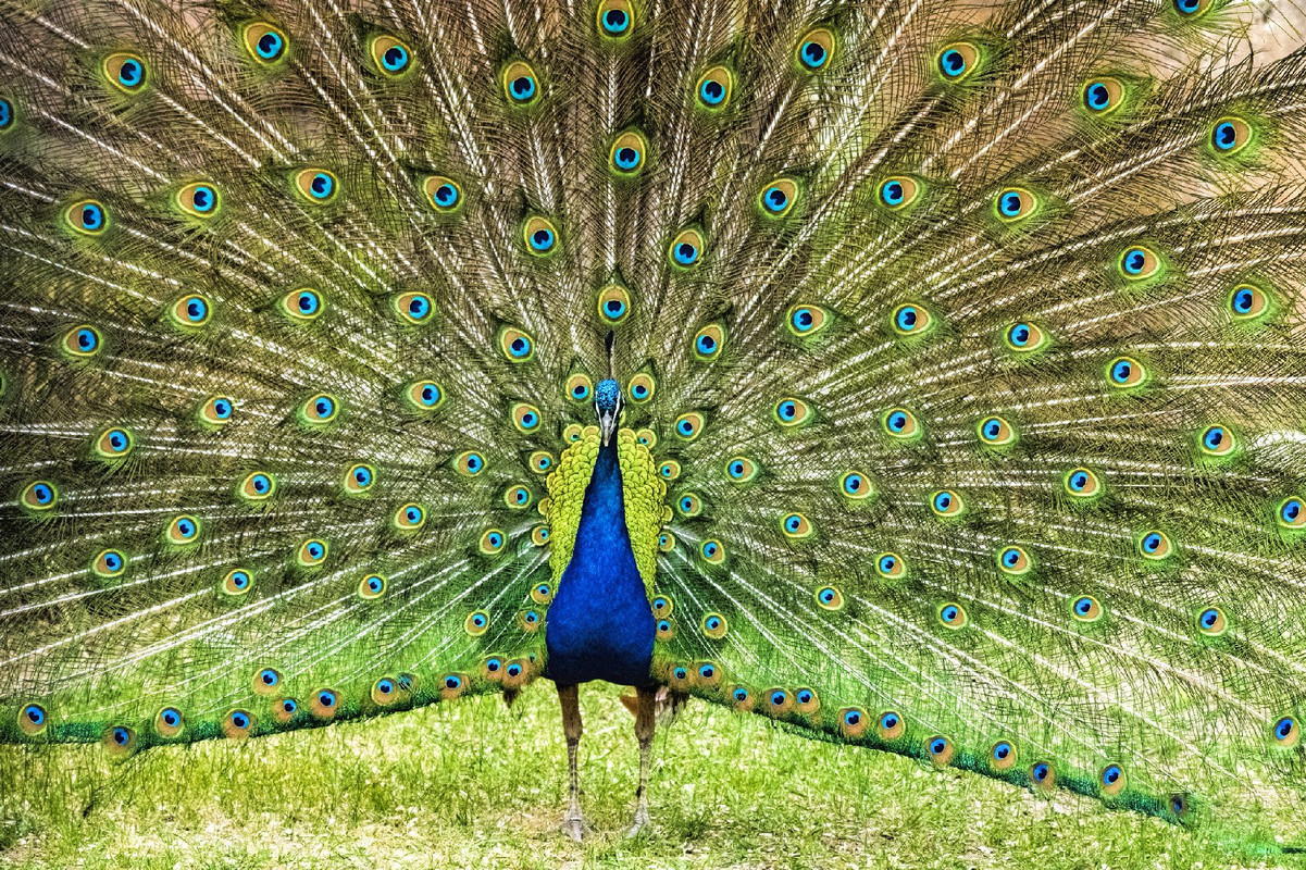 green-peacock.jpg