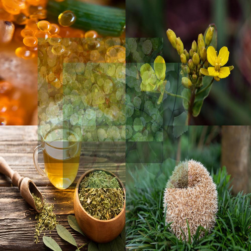 Neurocept Ingredients