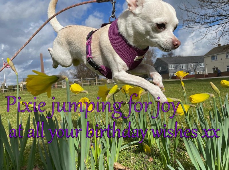 pixielicious-birthday.jpg