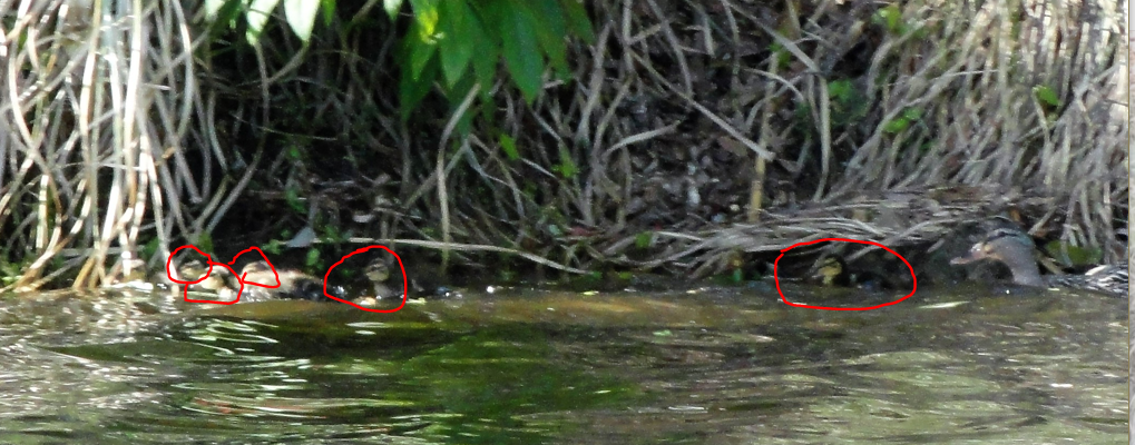 5-ducklings.png