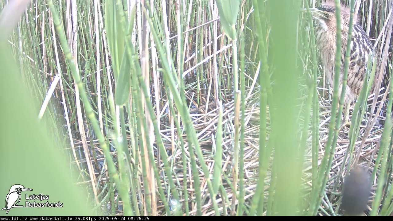 LDF Lielais dumpis (Botaurus stellaris) Zemītes pagastā 10-5-5 screenshot