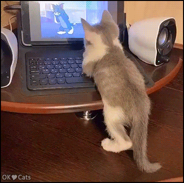 Funny-kitten-GIF-Cute-kitty-passionately-watches-Tom-Jerry-cartoon-on-his-laptop-cat-gifs-com.gif