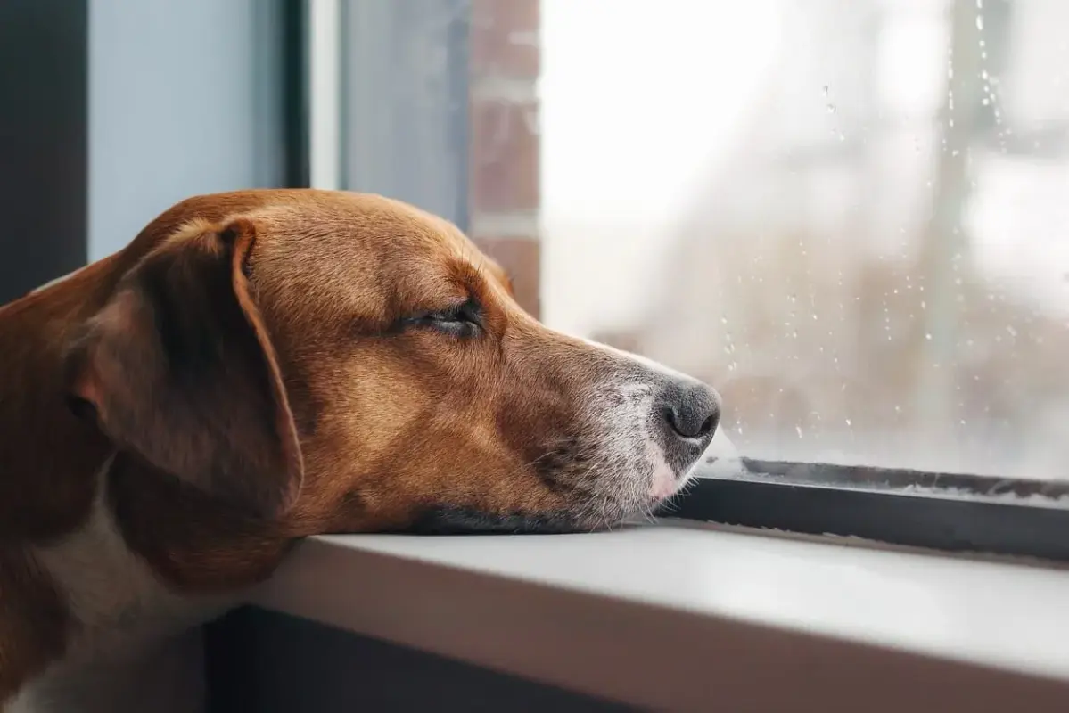 Why Dogs Respond to Being Alone