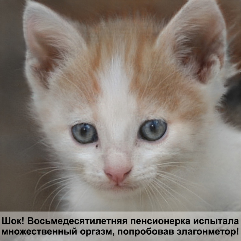 короткошерстная кошка черепахового окраса