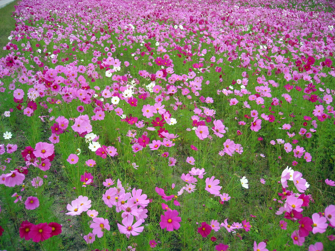 Oct12,04FlowersOnHwyc