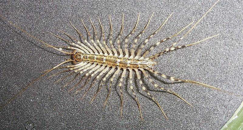 Centipede-Animals