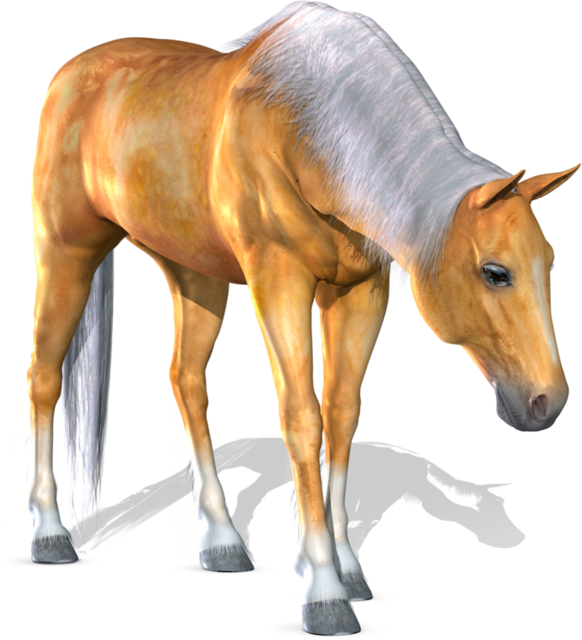 Horse-1-PNG-by-Variety-Stock