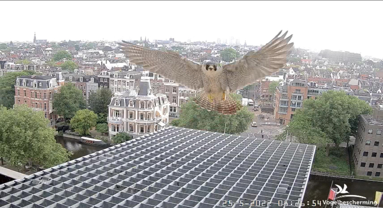 Amsterdam/Rijksmuseum screenshots © Beleef de Lente/Vogelbescherming Nederland - Pagina 8 Video-2022-05-25-083633-Moment-4