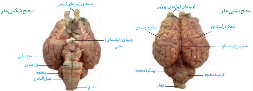 IMG 202511305 172631110