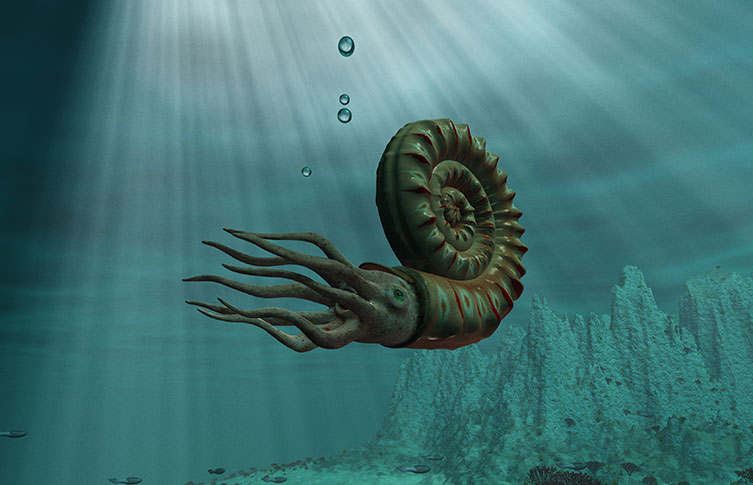 ammonite 3d render two column