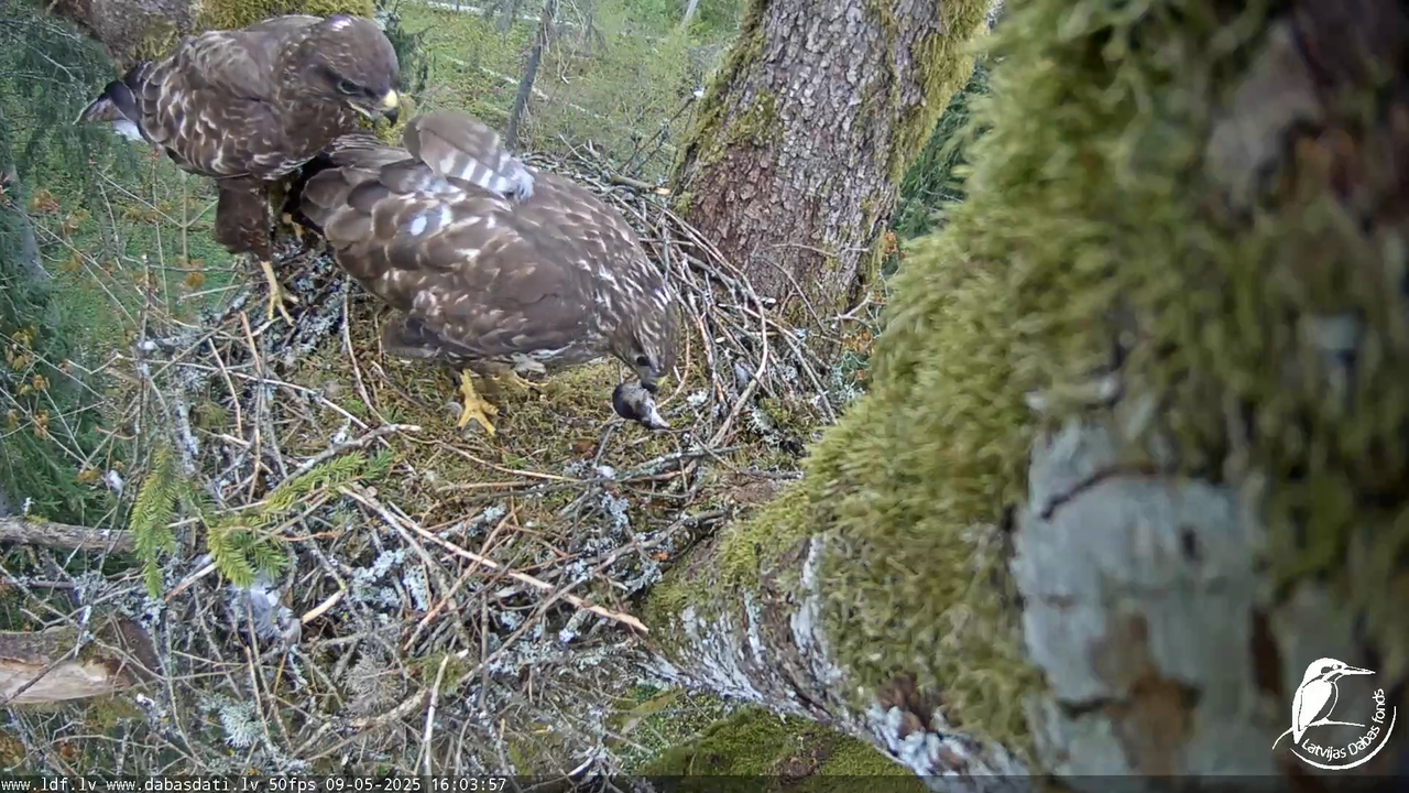 Melnās klijas (Milvus migrans) Kurzemē_ peļu klijāni (Buteo buteo) 14-8-12 screenshot
