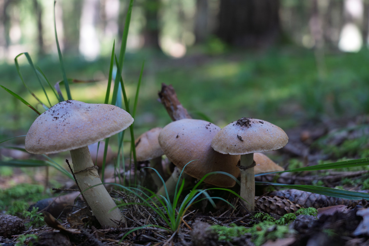 2025.08.27_A7C2 sel28-60_04204