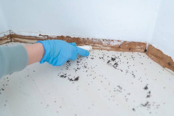 Rodent control service