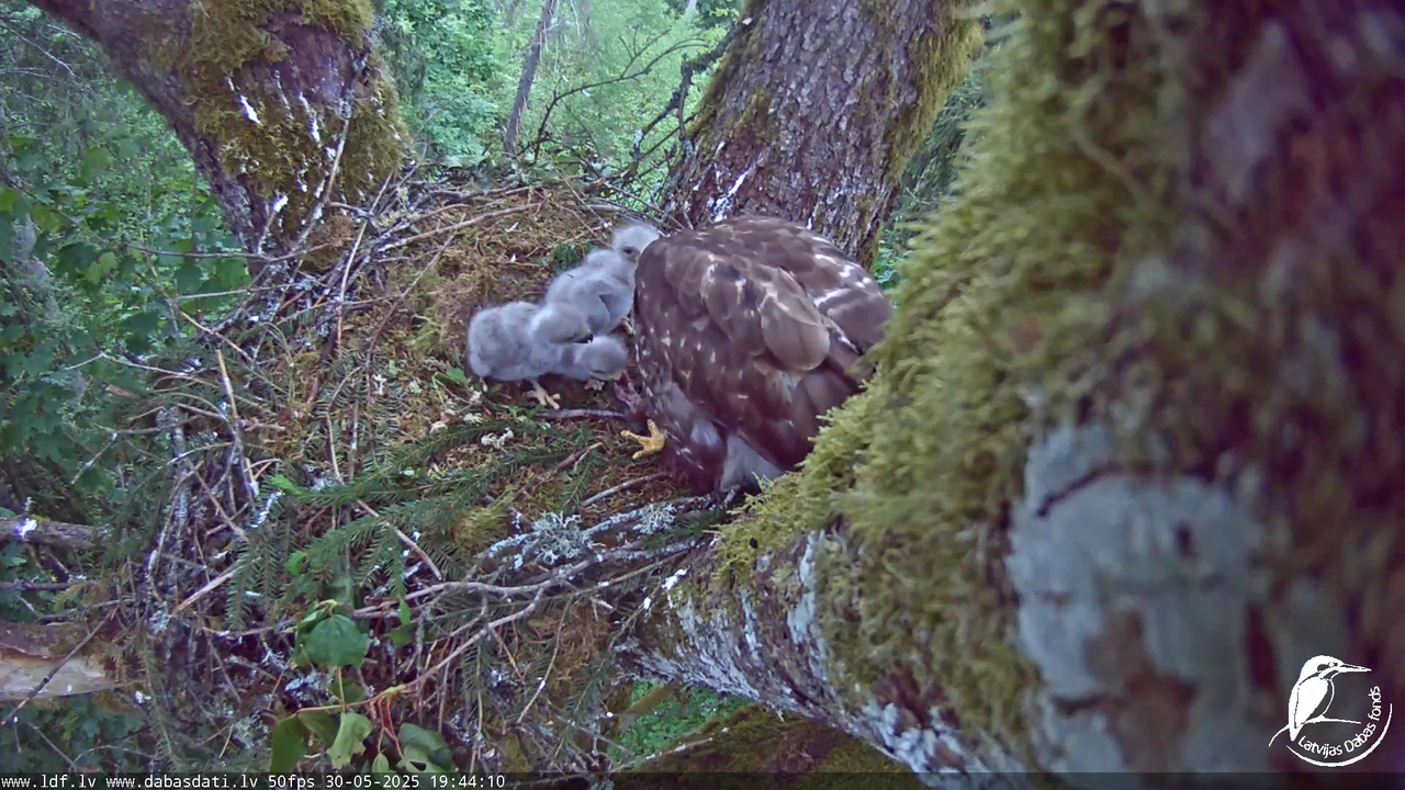 Melnās klijas (Milvus migrans) Kurzemē_ peļu klijāni (Buteo buteo) 12-54-20 screenshot