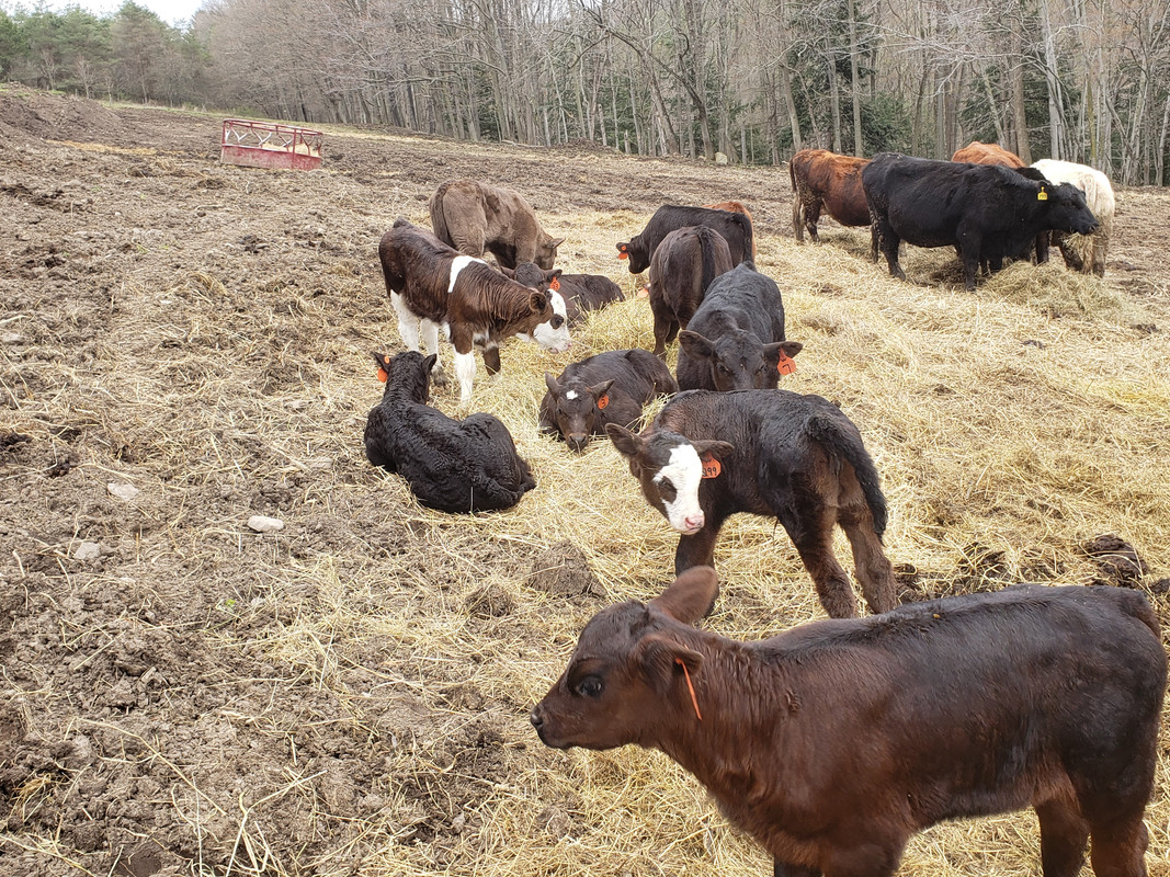 2020 calves2