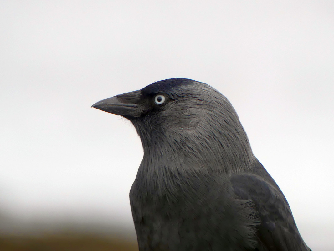 JACKDAW 5