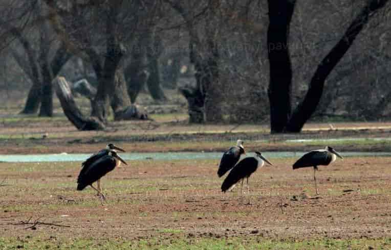 Ankasamudra bird conservation reserve