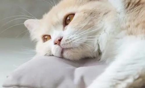 Funny-Cat-Diary-Hilarious.png