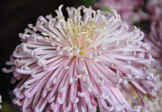 Китайская Хризантема Купить Семена