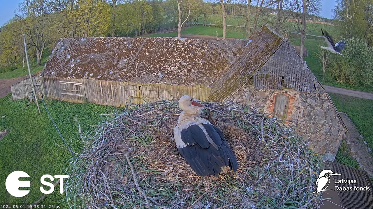 Baltie stārķi (Ciconia ciconia) Tukuma novadā - LDF tiešraide __ White storks in Tukums, Latvia 11-4