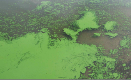 Algal bloom due to the overgrowth of Volvox sp.