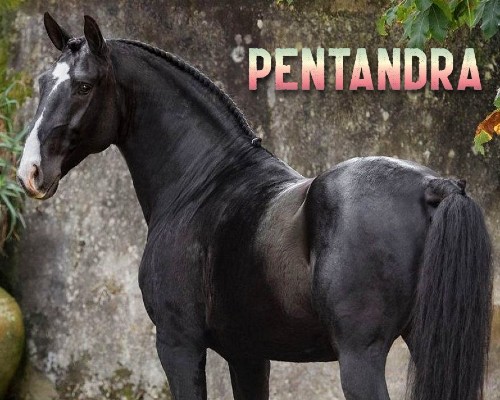 pentandra