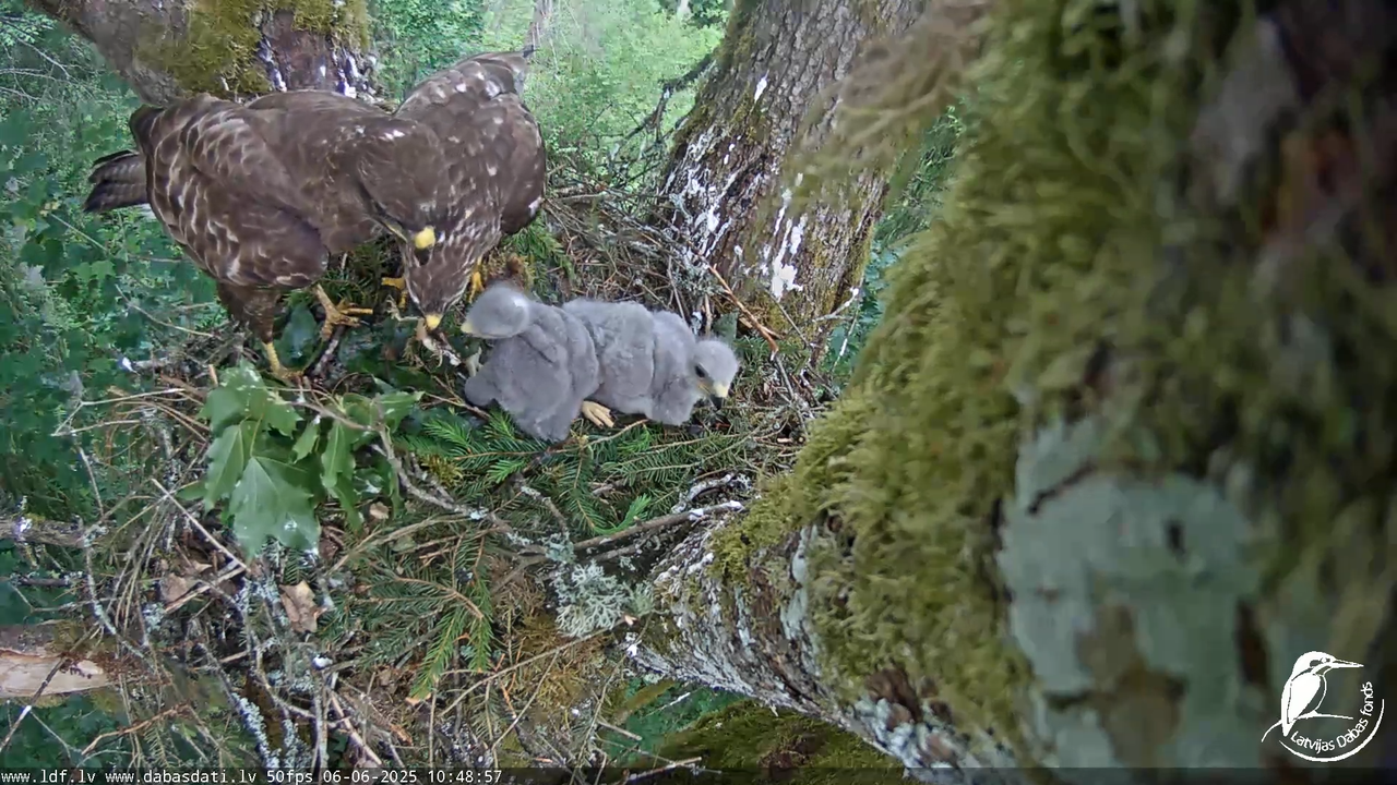 Melnās klijas (Milvus migrans) Kurzemē_ peļu klijāni (Buteo buteo) 14-23-52 screenshot