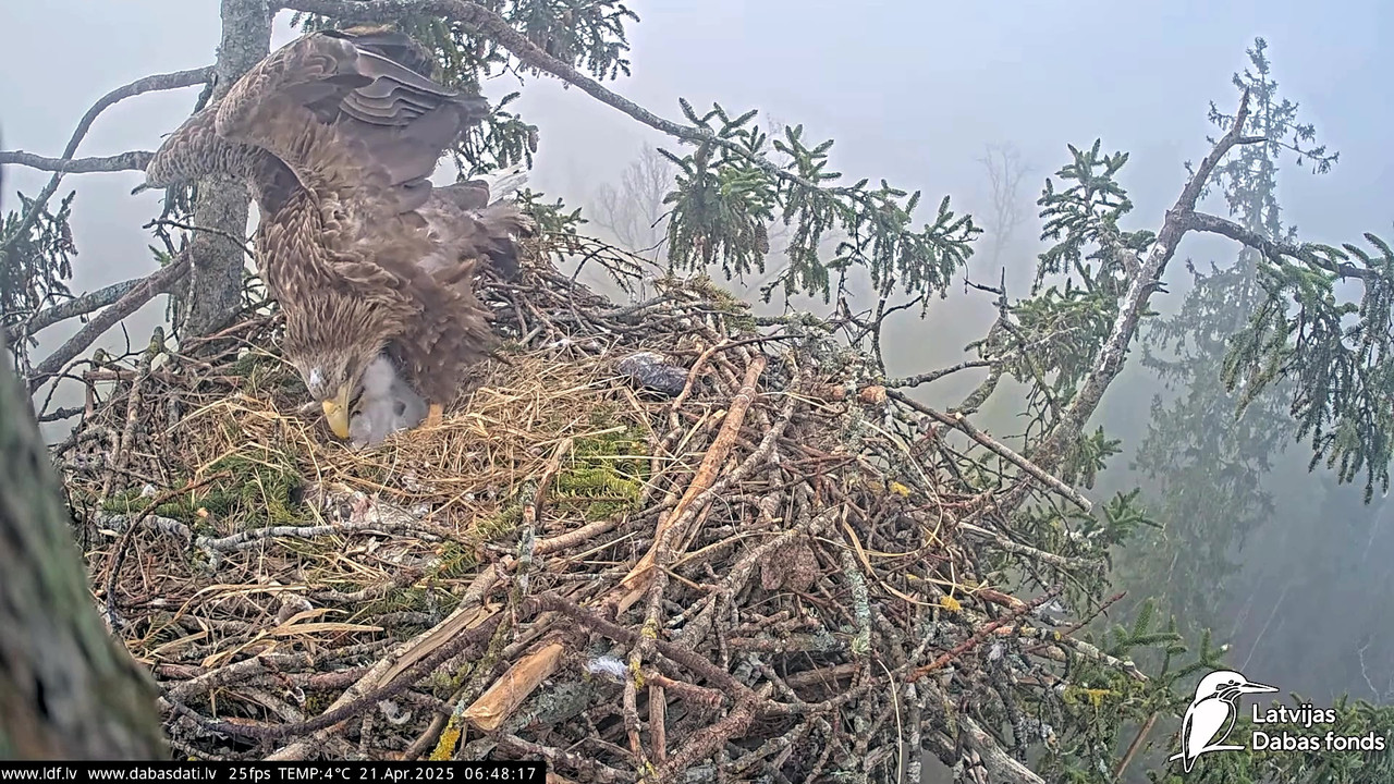 vlcsnap-2025-04-21-07h31m04s699