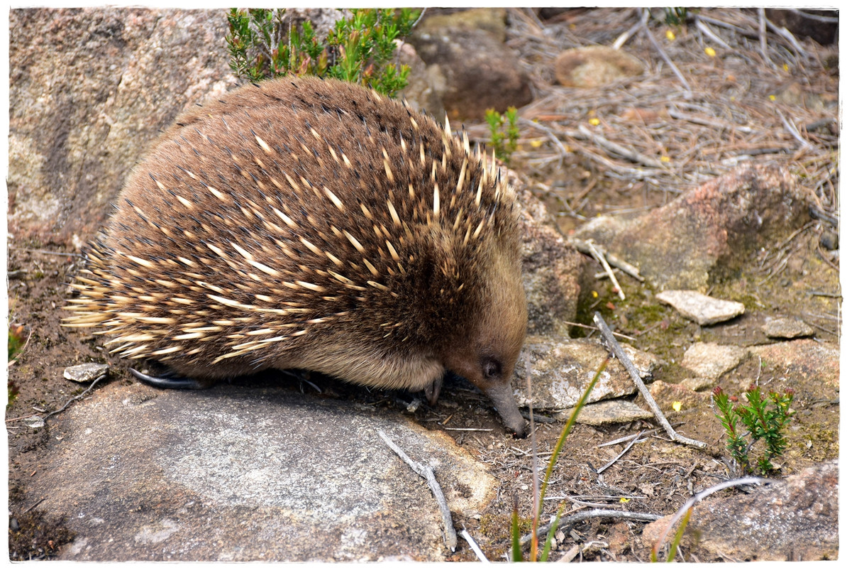 Australia (II): Recorriendo Tasmania - Blogs of Australia - Tasman National Park (11)