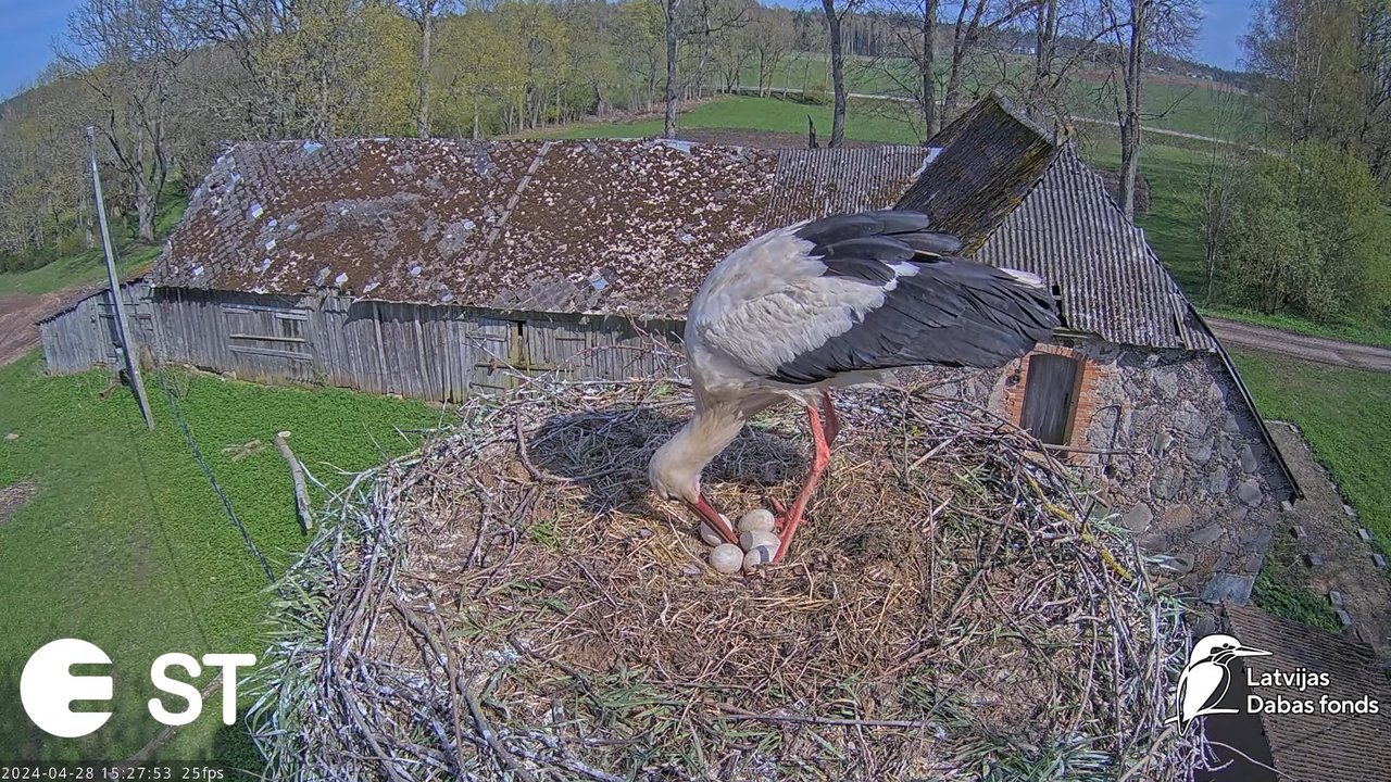 Baltie stārķi (Ciconia ciconia) Tukuma novadā - LDF tiešraide __ White storks in Tukums, Latvia 6-56