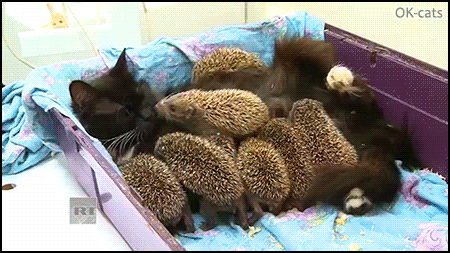 Amazing-Cat-GIF-Rare-interspecies-behavior-Maternal-instinct-Mama-Cat-becomes-wet-nurse-to-8-bab.gif