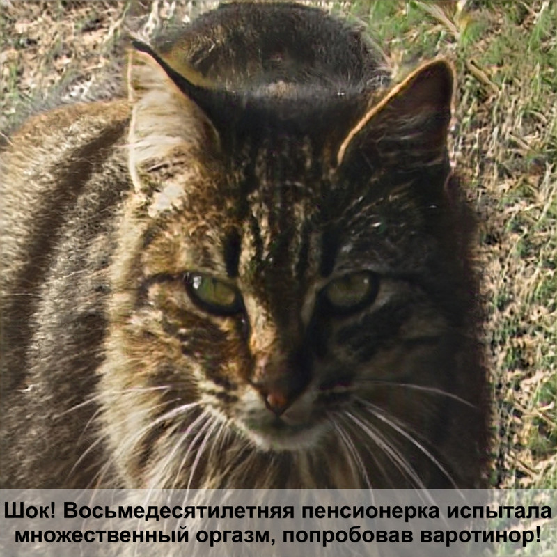 породы котов тигрового окраса