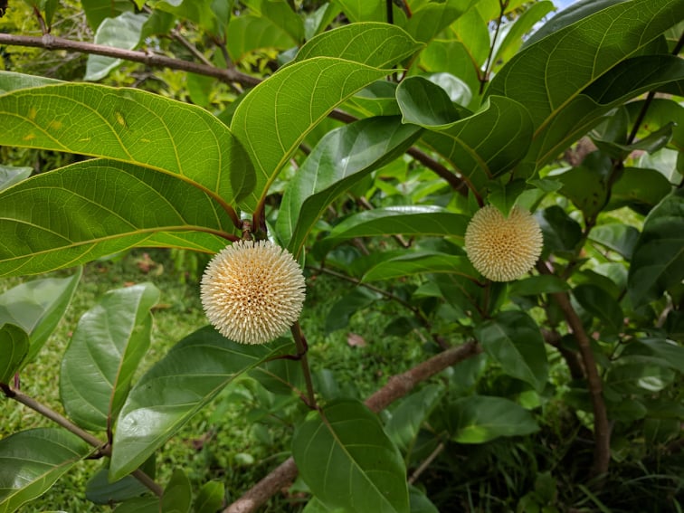 Ndea flower Sarcocephalus latifolus