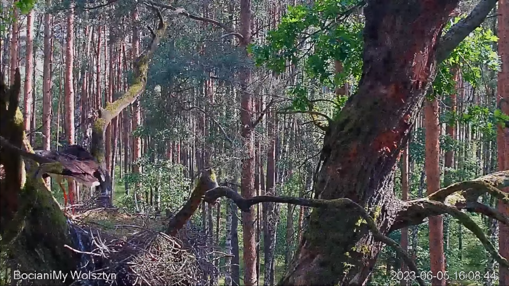 Zrzut ekranu (17288)