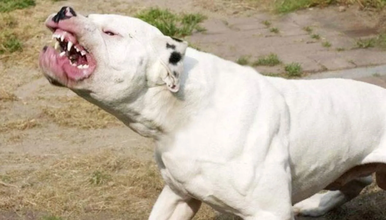 Padre de familia mata a dos perros para salvar a su bebé en Argentina