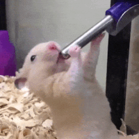7f8662c316cfa690676aee885c25d1f6-w200.gif