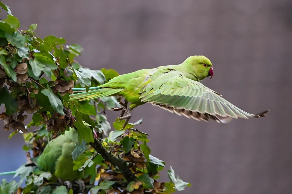 green-parakeet-2.webp