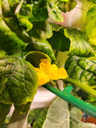 [Image: 20230405-First-cucumber-bloomed.jpg]