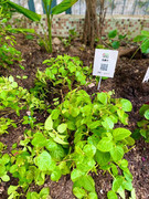 photo-20211123-iherbalgarden-007