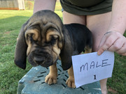 5F4C486D-C090-4418-852D-88E63FD3B2EE