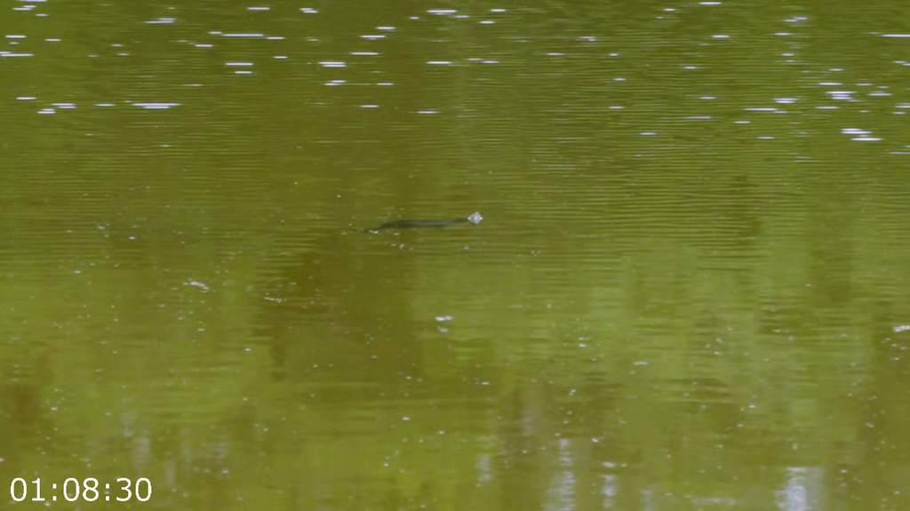 [Image: 4myvf9wao2b1.png]