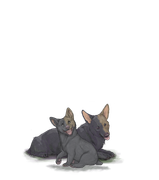 Corgiadultpuplightbrownhalfright