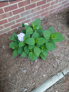 2023-06-06 hydrangea [2]