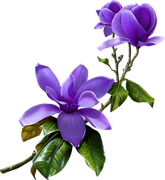 MVDLavender-Love-033