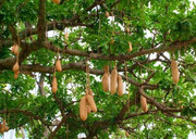 21623307-sausage-tree-fruit-kigelia-afri