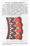 Volshebnii-Cruchok-88