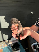 Afbeelding van WhatsApp op 2024-06-24 om 20.38.17_c20b8752