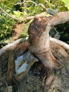 Separata margotta da un Bonsai di acero palmato IMG_20180921_114856