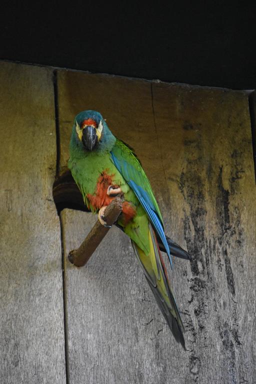 В джазе только девушки или аргентинско-бразильский калейдоскоп В джазе только девушки или аргентинско-бразильский калейдоскоп